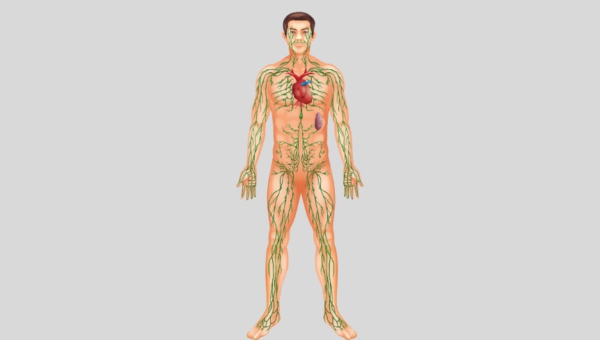 ¿Por qué se produce el linfedema? Causas principales y factores de riesgo Linfedema causas