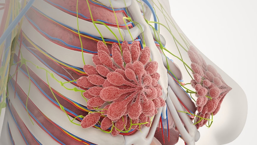10 Tipos de pezones: guía completa para conocer (y querer) tu anatomía