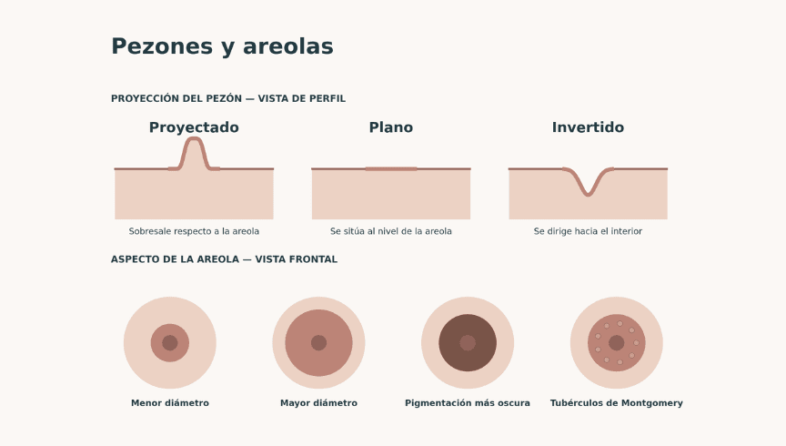 Guía de tipos de pezones y areolas: 10 variantes anatómicas y cuándo consultar